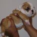 english bulldog puppy